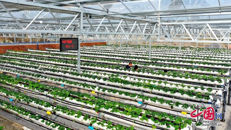 开云app:温室大棚新款蔬菜种植大棚规划