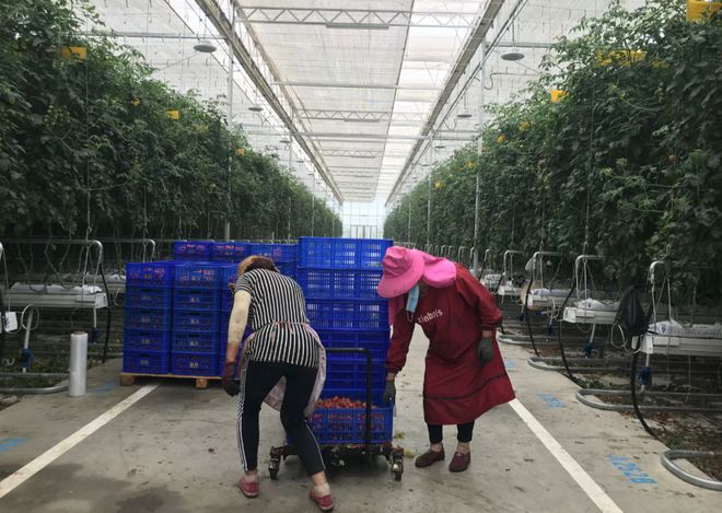 开云app:兰陵县这个温室亚洲第一！20个足球场大日产番茄10吨(图3)