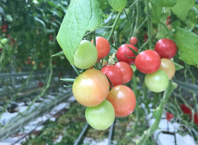 开云app:兰陵县这个温室亚洲第一！20个足球场大日产番茄10吨(图2)