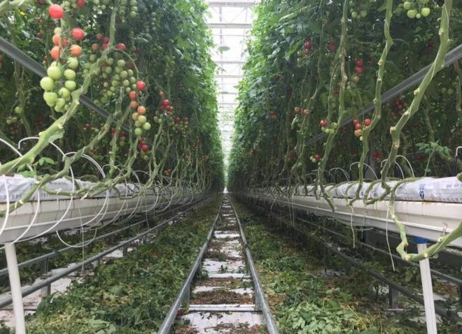 开云app:兰陵县这个温室亚洲第一！20个足球场大日产番茄10吨(图1)