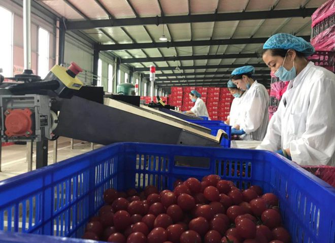开云app:兰陵县这个温室亚洲第一！20个足球场大日产番茄10吨(图4)