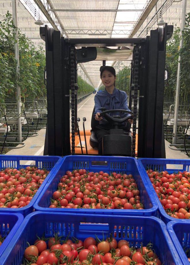 开云app:兰陵县这个温室亚洲第一！20个足球场大日产番茄10吨(图7)