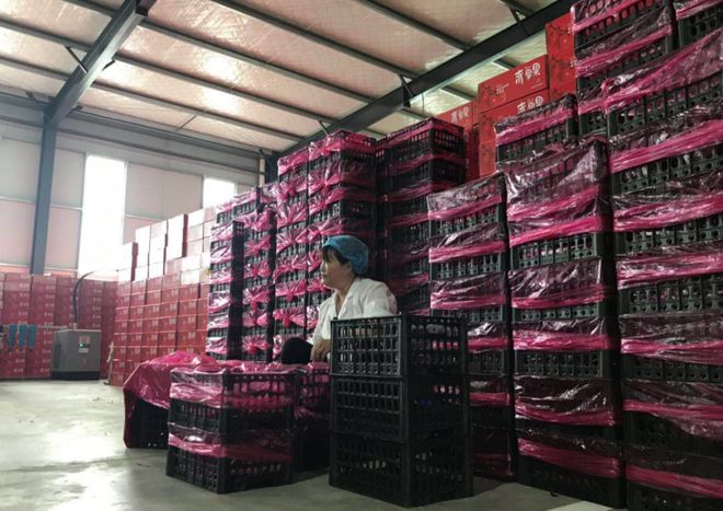 开云app:兰陵县这个温室亚洲第一！20个足球场大日产番茄10吨(图6)
