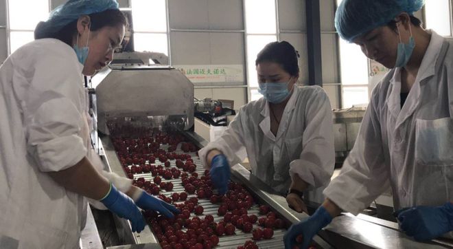 开云app:兰陵县这个温室亚洲第一！20个足球场大日产番茄10吨(图5)